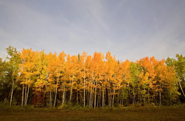Осенние Цветные Деревья Манитоба Канада — стоковое фото