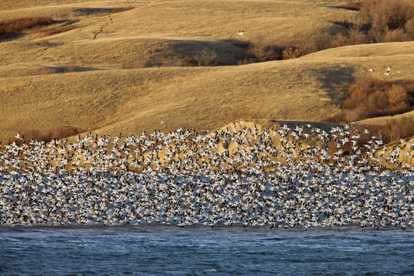 Sneeuw ganzen op lake canada — Stockfoto