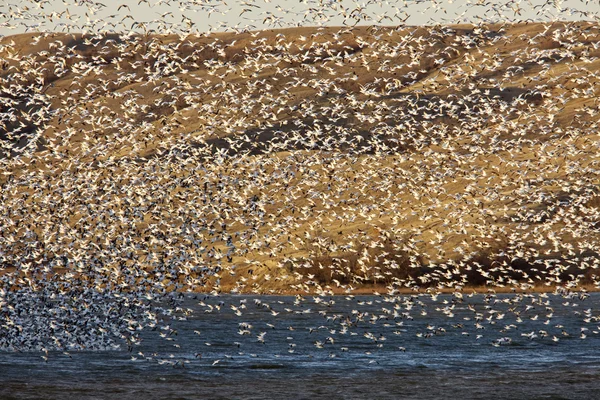 Sneeuw ganzen op lake canada — Stockfoto