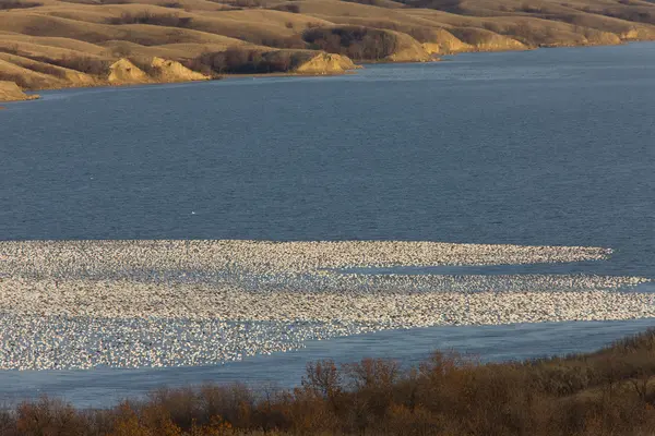Kar Kazları Buffalo Üzerinde Uçuş Saskatchewan Gölde Pound — Stok fotoğraf