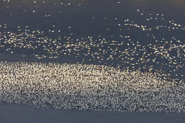 Snow Geese Buffalo Pound Lake Flight Saskatchewan — Stock Photo, Image