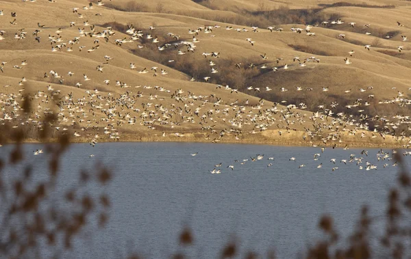 雪雁在水牛城 英镑在飞行萨斯喀彻温湖 — 图库照片