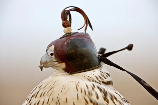 stock image Gyrfalcon with hood falconer close