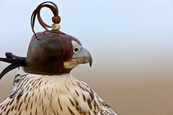 stock image Gyrfalcon with hood falconer close