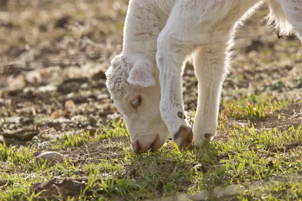 White Baby Cow Calf eating grass — Stock Photo, Image