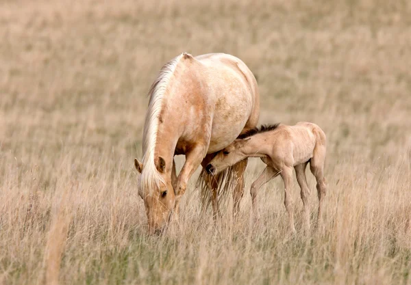 Paard en colt in grasland saskatchewan, canada — Stockfoto