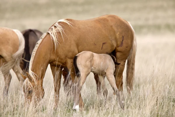 馬および子馬の牧草地サスカチュワン州カナダ — ストック写真