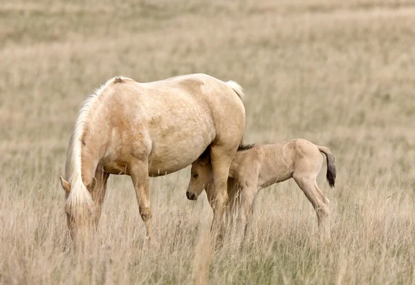 Häst och colt i betesmark saskatchewan Kanada — Stockfoto