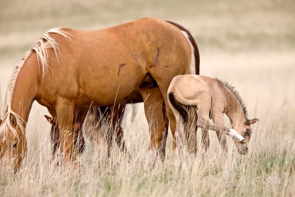 Häst och colt i betesmark saskatchewan Kanada — Stockfoto