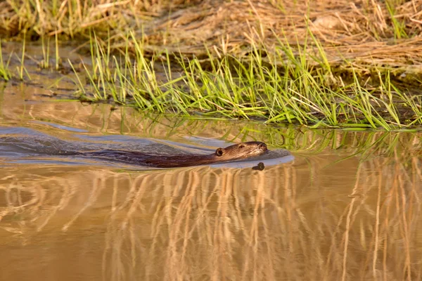 Castor nadando no rio ao pôr do sol — Fotografia de Stock