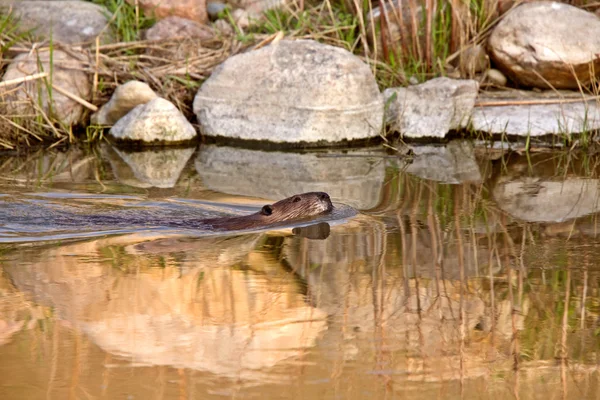 Beaver nuotare nel fiume al tramonto — Foto Stock