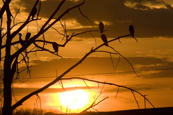 Cormorants in Tree at Sunset — Stock Photo, Image