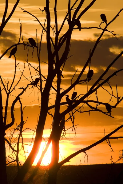 Aalscholvers in boom bij zonsondergang — Stockfoto