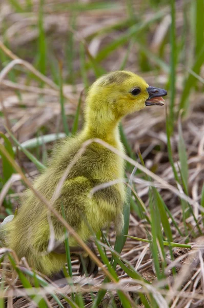 Baby Geese Goslings in Grass Saskatchewan — Stock Photo, Image