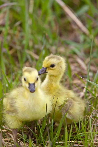 Goslings de gansos de bebê na grama Saskatchewan — Fotografia de Stock