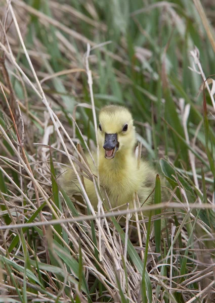 Gansos Bebé Goslings Hierba Saskatchewan — Foto de Stock