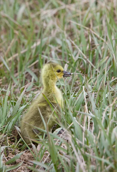 Bebek kazlar kuşlar saskatchewan çimen — Stok fotoğraf