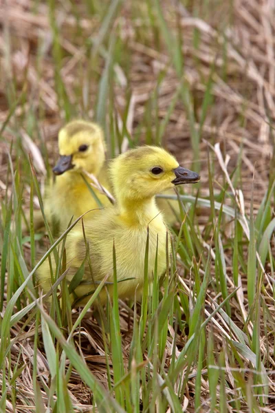 Gansos bebé Goslings en hierba Saskatchewan — Foto de Stock