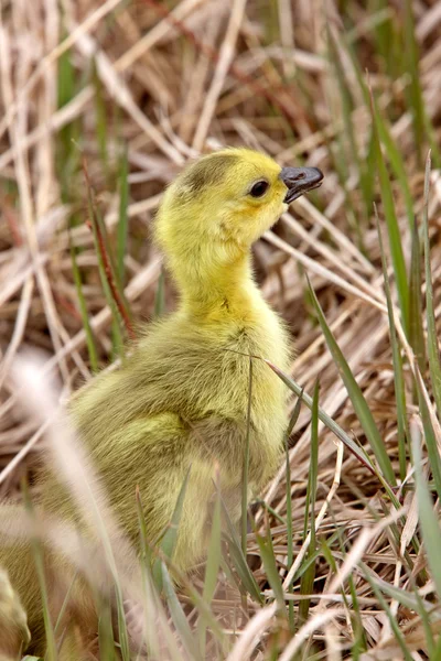 Baby Geese Goslings Grass Saskatchewan — Stock Photo, Image