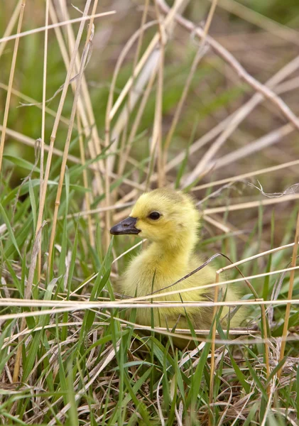 Bebek kazlar kuşlar saskatchewan çimen — Stok fotoğraf