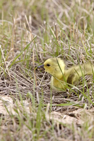 Baby Geese Goslings Grass Saskatchewan — Stock Photo, Image
