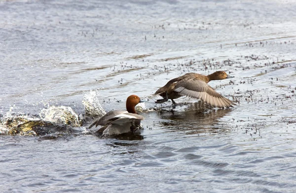Czerwonej kapusty kaczka pływanie saskatchewan Kanada — Zdjęcie stockowe