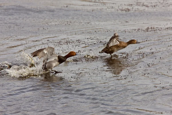Úszás a kanadai saskatchewan piros fejes kacsa — Stock Fotó