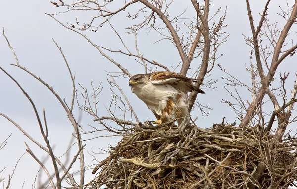 Eisenhaltiger Habicht Flug Nest Saskatchewan Canada — Stockfoto