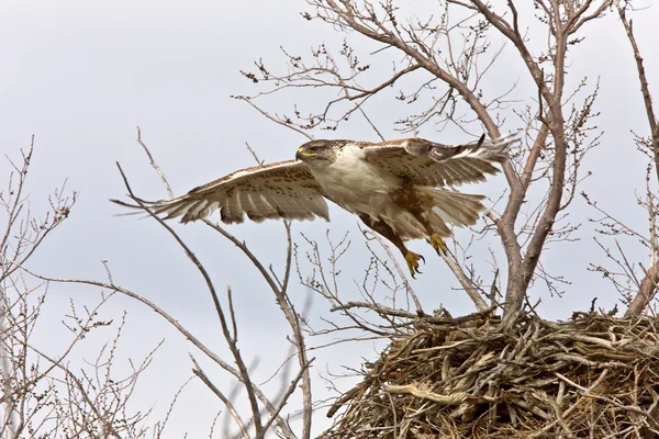 Halcón ferruginoso en vuelo en el nido Saskatchewan Canadá —  Fotos de Stock