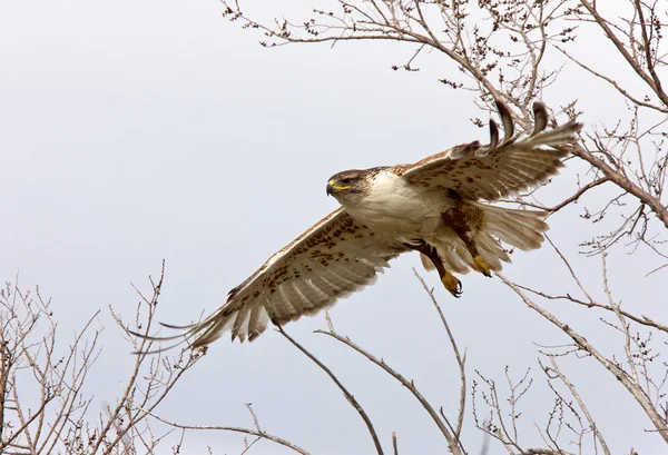 Červenohnědá Sokol v letu na hnízdo saskatchewan, Kanada — Stock fotografie