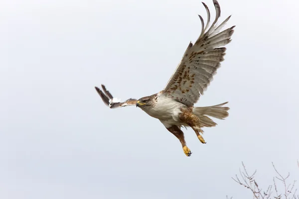 在飞行中的铁质鹰巢加拿大萨斯喀彻温 — 图库照片