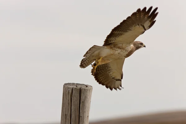 フライトで Swainson の鷹 — ストック写真