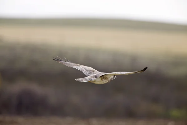 Swainson's hawk in Flight — Stock Photo, Image