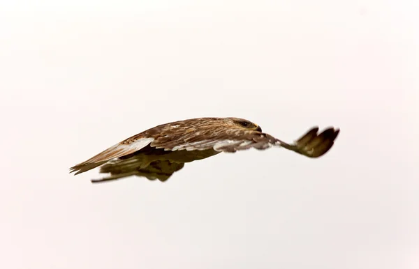 Swainson Hawk Voo Canadá — Fotografia de Stock