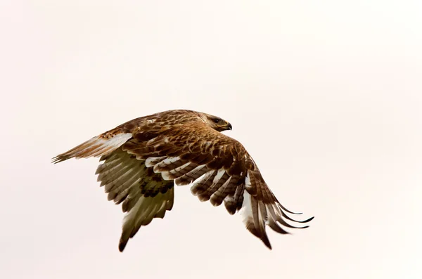 Flótázó hawk repülés Kanadában — Stock Fotó