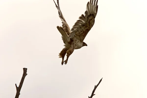 Swainson Hawk Vuelo Canadá — Foto de Stock