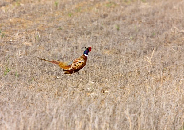 Ring Necked Pheasant Male in Field Saskatchewan — Stock Photo, Image
