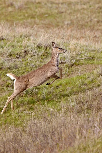在外地加拿大奔跑的鹿 — 图库照片