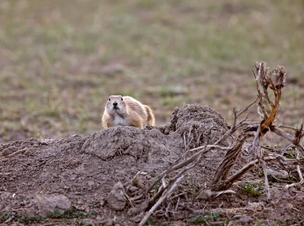 Prairie Dog Grasslands Saskatchewan — Stock Photo, Image