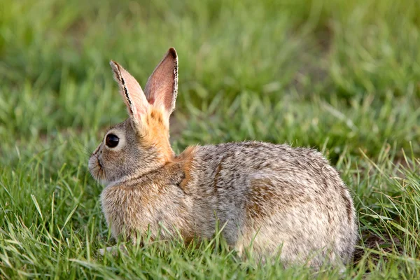 Bush Conejo Conejo Saskatchewan Canadá — Foto de Stock