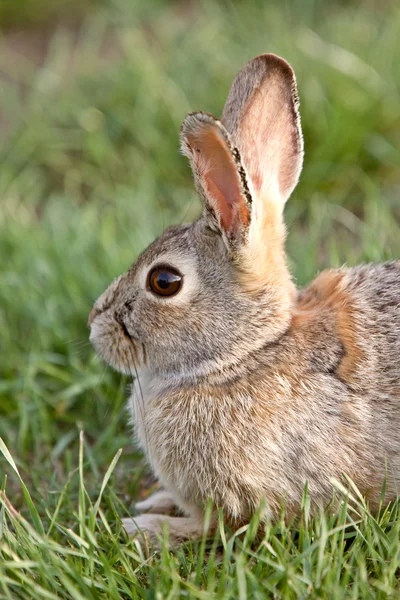 Bush Konijn Bunny Saskatchewan Canada — Stockfoto