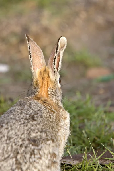 Krzew królik królik saskatchewan Kanada — Zdjęcie stockowe