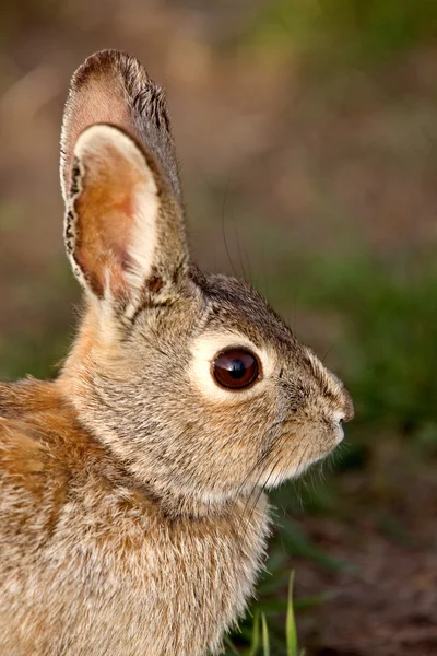 Krzew królik królik saskatchewan Kanada — Zdjęcie stockowe