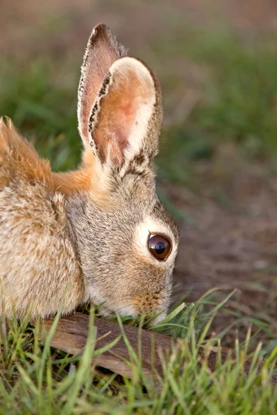 Кролик Буш Банни Саскачеван Канада — стоковое фото
