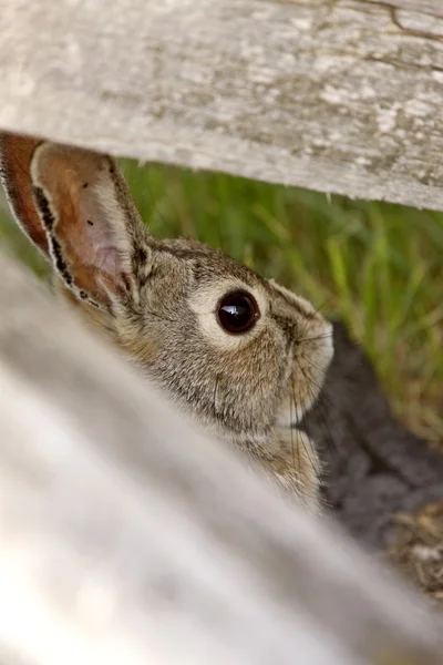 Bush králík bunny saskatchewan Kanada — Stock fotografie