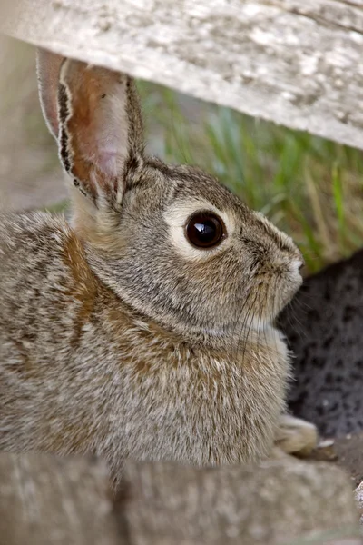 Busch Kaninchen Kaninchen Saskatchewan Canada — Stockfoto