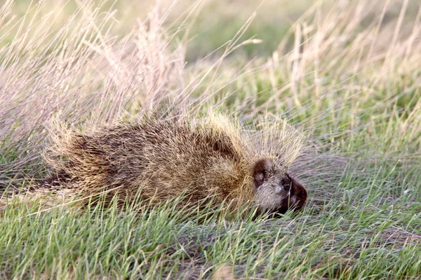 Porcupine in field Saskatchewan Canada — Stock Photo, Image