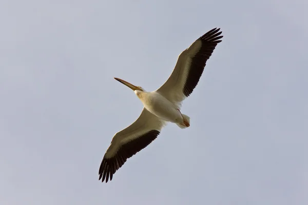 Amerikan beyaz Pelikan uçuş Kanada — Stok fotoğraf