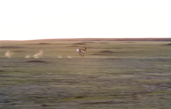 Panned Photo of Antelope running in Prairie Saskatchewan