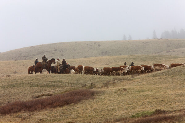 Cattle Herding by Horseback in the Mist Cyprus Hills Canada